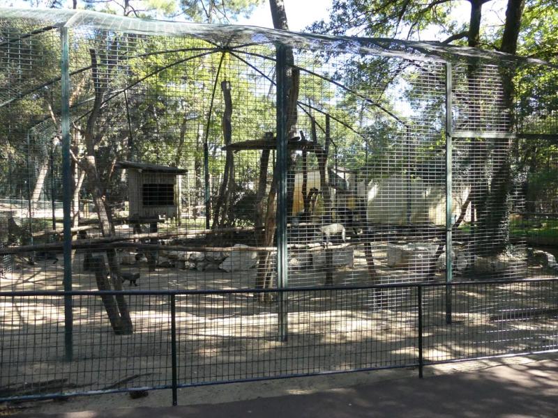 Cercopithèque de Brazza
