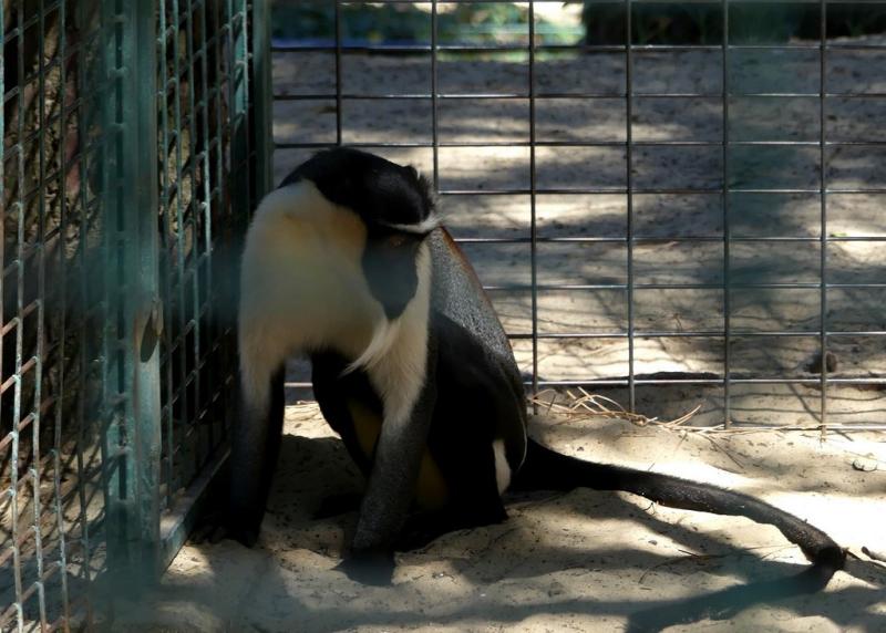 Cercopithèque de Brazza
