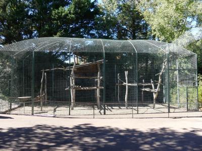 Cercopithèque de Hamlyn - 2022