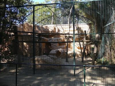 Cercopithèque de Hamlyn - 2022