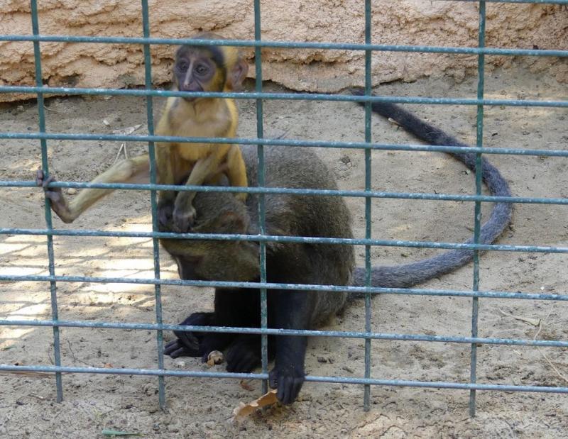 Cercopithèque de Hamlyn