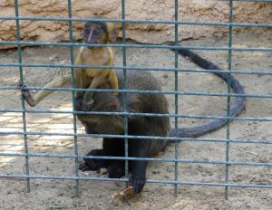 Cercopithèque de Hamlyn