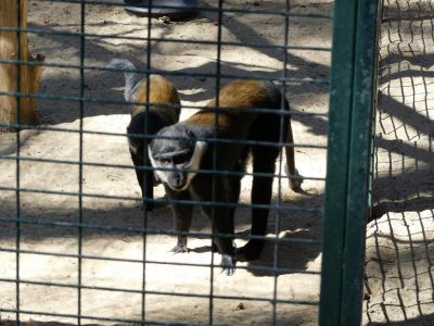 Cercopithèque de l’Hoest - 2022