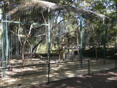 Cercopithèque Roloway - 2022