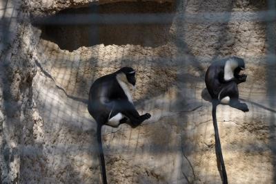 Cercopithèque Roloway - 2022