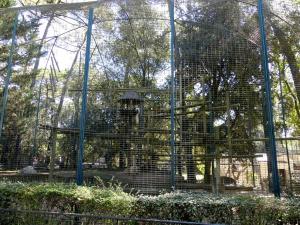 Colobe guéréza