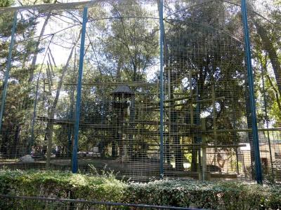 Colobe guéréza - 2022