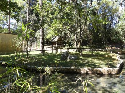 Lémur à ventre roux - 2022