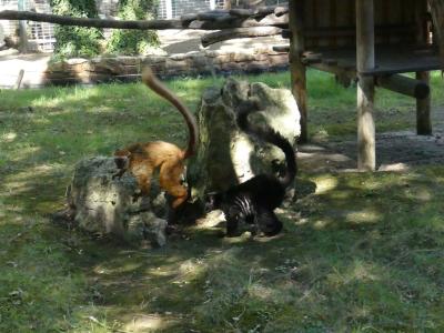 Lémur au yeux turquoises - 2022