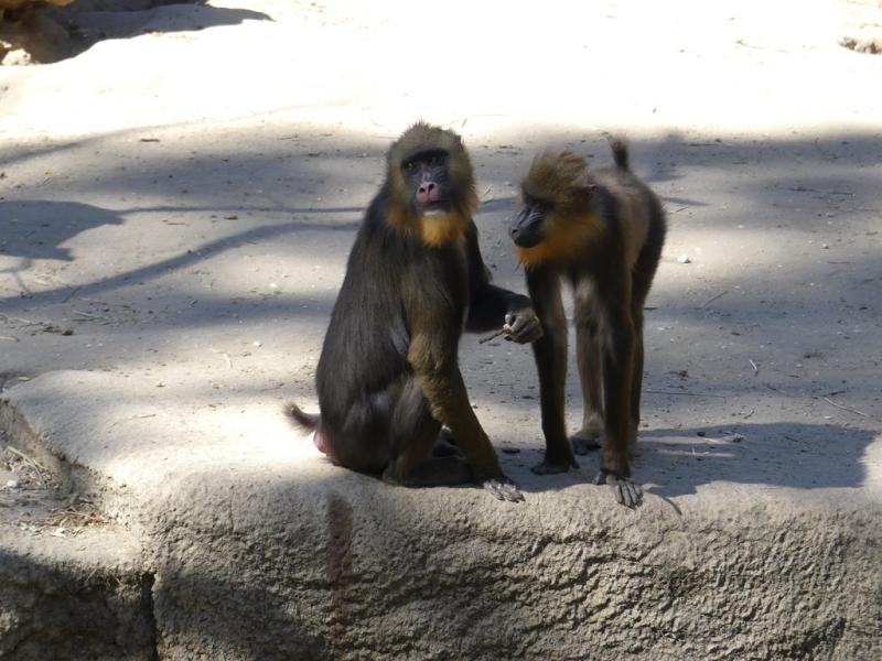 Mandrill