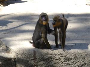 Mandrill