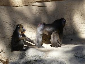 Mandrill