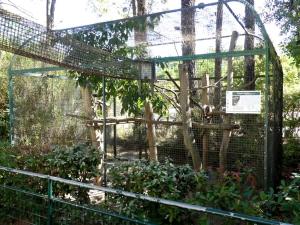 Tamarin bicolore