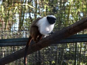 Tamarin bicolore