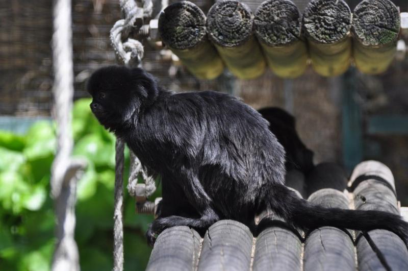 Tamarin de Goeldi
