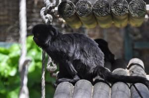 Tamarin de Goeldi
