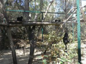 Tamarin de Goeldi