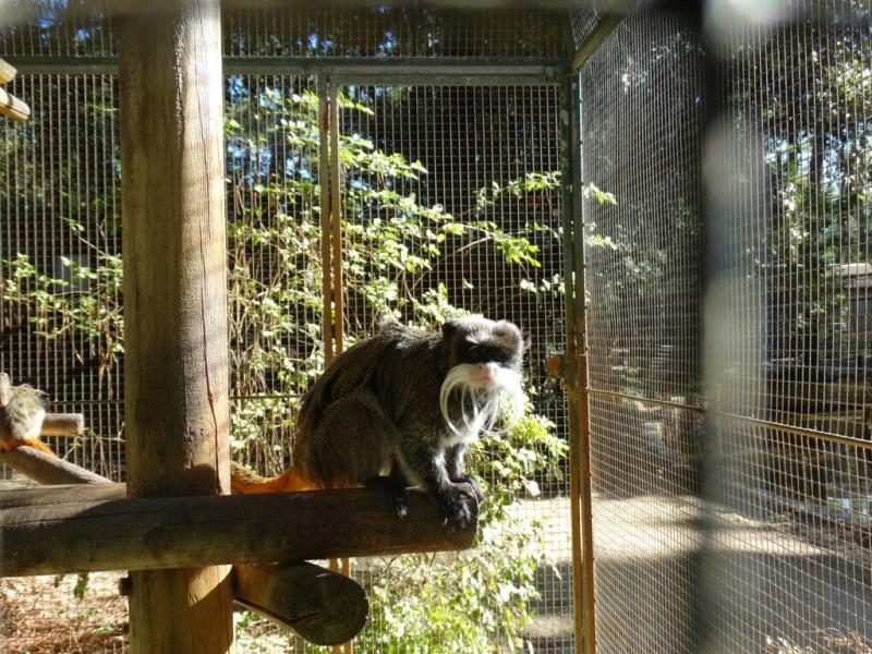 Tamarin empereur