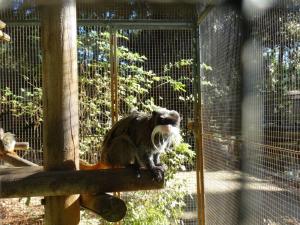 Tamarin empereur