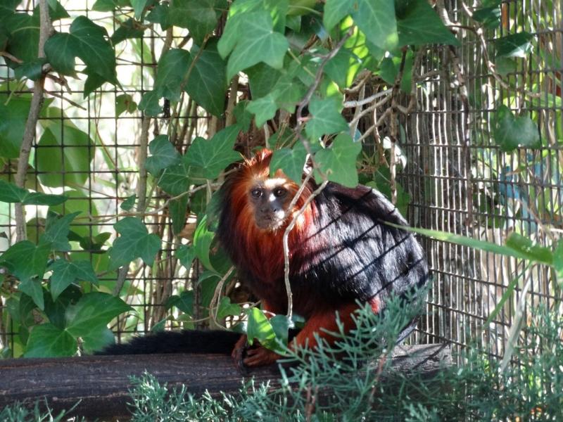 Tamarin lion à tête dorée