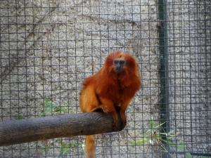 Tamarin lion doré
