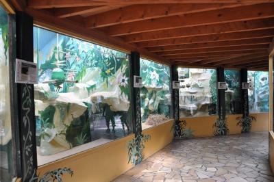 Tamarin lion noir - 2022