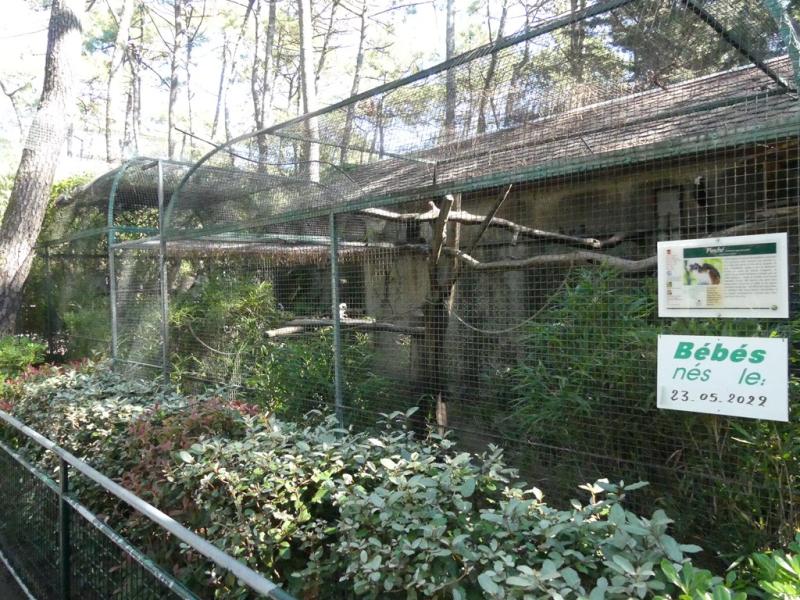 Tamarin pinché