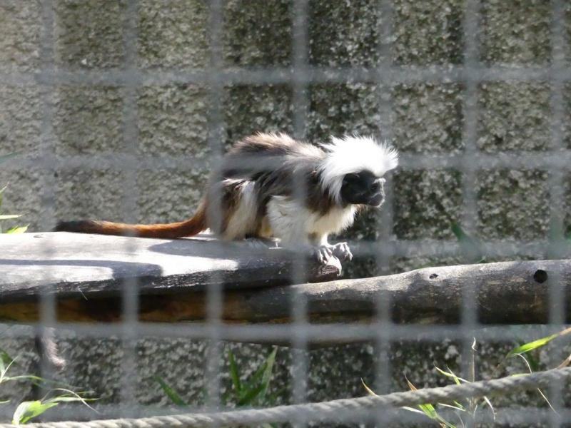 Tamarin pinché