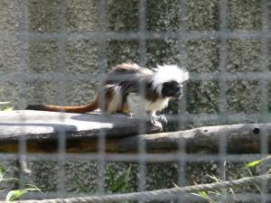 Tamarin pinché