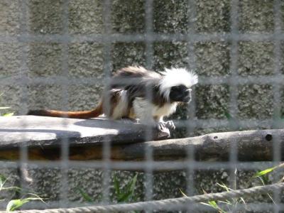 Tamarin pinché - 2022