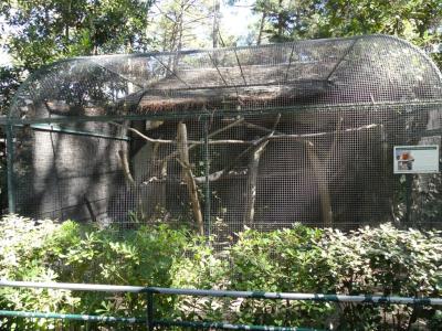 Tamarins lion doré - 2022