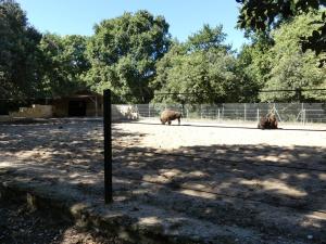 Bison des plaines