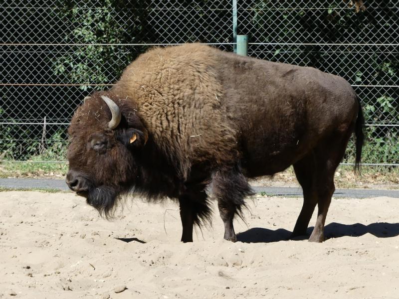 Bison des plaines