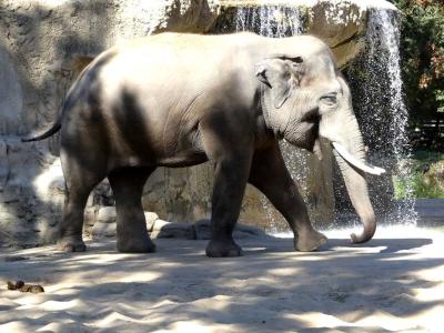 Eléphant d'Asie - 2022