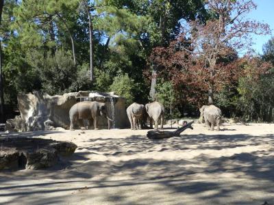 Eléphant d'Asie - 2022