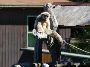 Gibbon lar