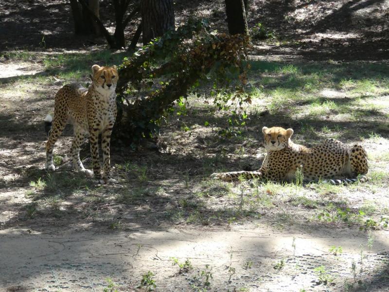 Guépard