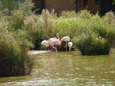 Flamant rose - 2010