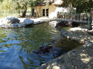 Hipopotame amphibie