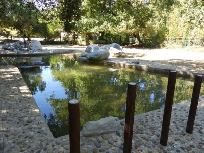 Hipopotame amphibie - 2022