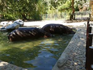 Hipopotame amphibie