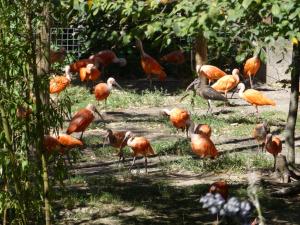 Ibis rouge