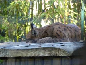 Lynx boréal