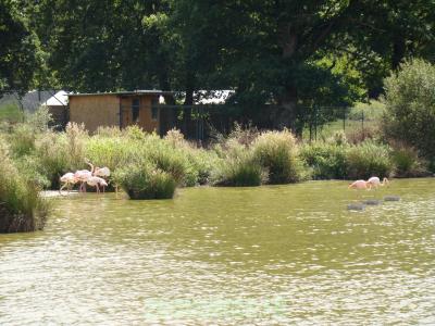 Flamant rose - 2010