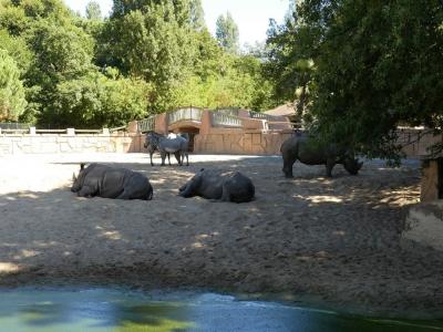 Rhinocéros blanc - Oryx algazelle - Zèbre de Grévy - 2022