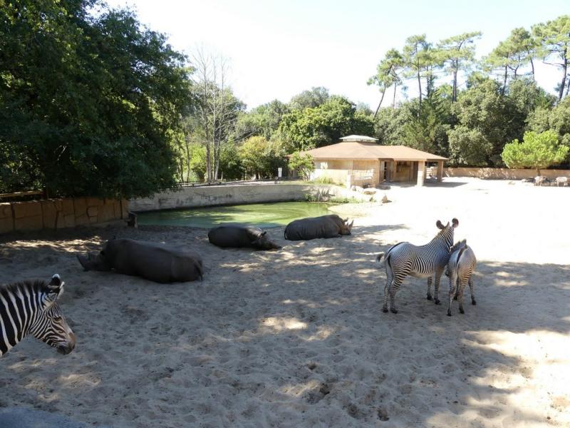 Rhinocéros blanc - Oryx algazelle - Zèbre de Grévy