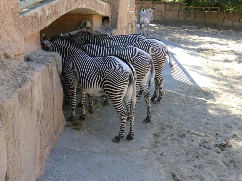 Zèbre de Grévy