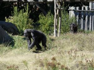 Chimpanzé