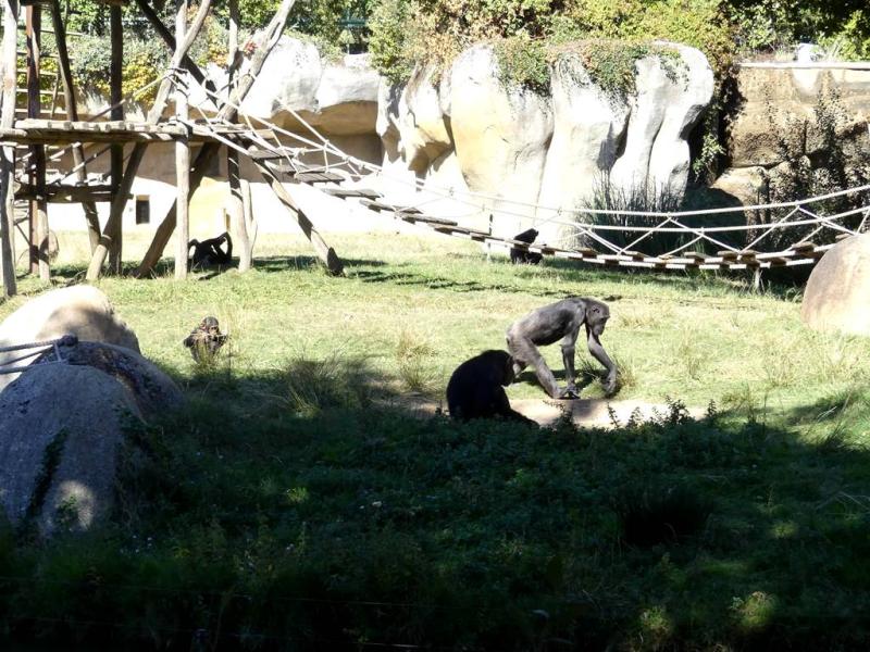 Chimpanzé