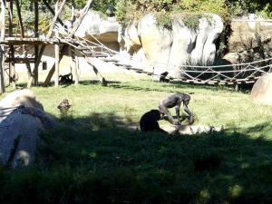 Chimpanzé